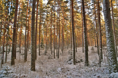 Skog på vintern